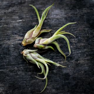Tillandsia caput medusae