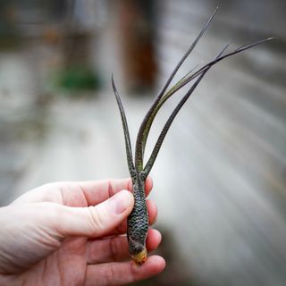 Tillandsia butzii