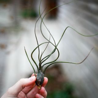 Tillandsia butzii