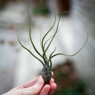 Tillandsia butzii