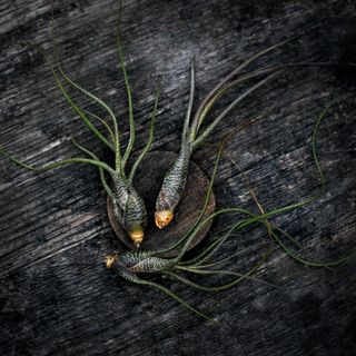 Tillandsia butzii