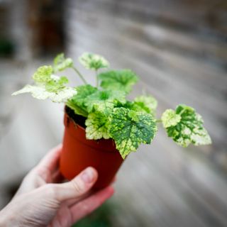 Tolmiea menziesii brokbladig