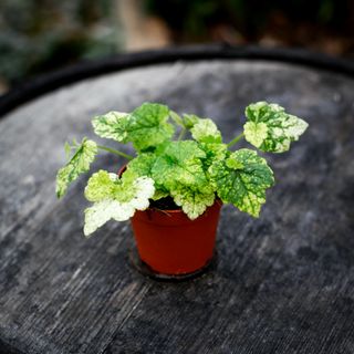 Tolmiea menziesii brokbladig