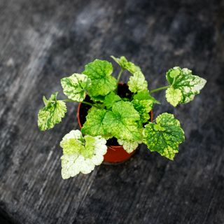 Tolmiea menziesii brokbladig