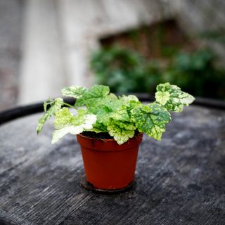 Tolmiea menziesii brokbladig