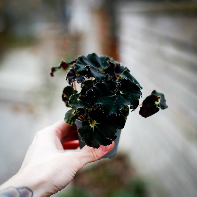 Begonia rex 'Dark Mambo' 6 cm