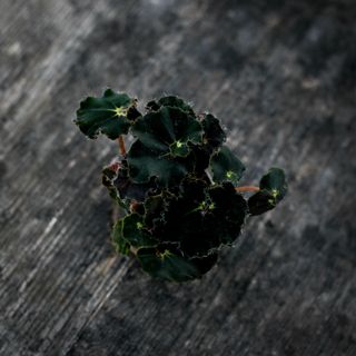 Begonia rex 'Dark Mambo'