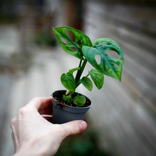 Monstera 'Monkey Mask'