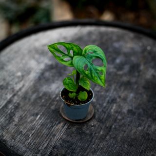 Monstera 'Monkey Mask'