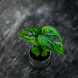 Monstera 'Monkey Mask'