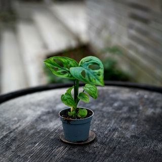 Monstera 'Monkey Mask'