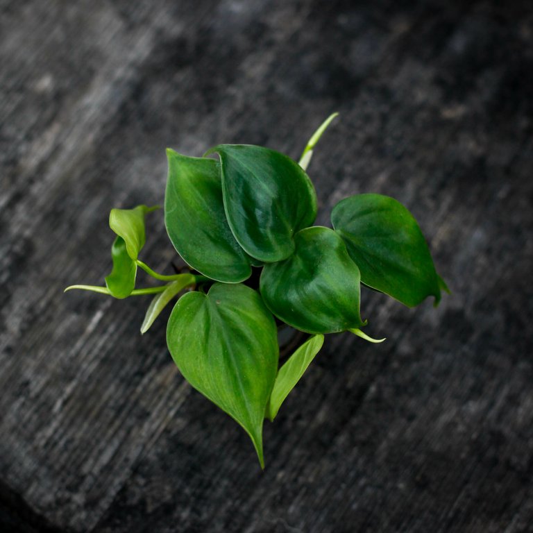 Philodendron scandens 6 cm