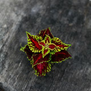 Palettblad 6 cm (Okänd sort)