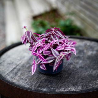Tradescantia 'Pink Paradise' 12 cm