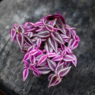 Tradescantia 'Pink Paradise' 12 cm