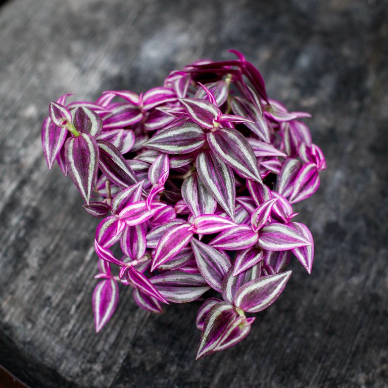 Tradescantia 'Pink Paradise' i ampel 10,5 cm