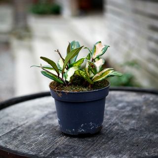 Hoya 'Tricolor' 12 cm