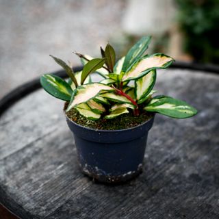 Hoya 'Tricolor' 12 cm