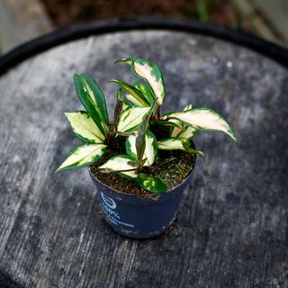 Hoya 'Tricolor' 12 cm