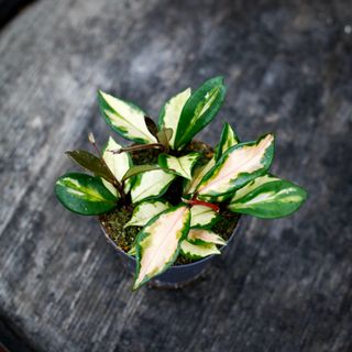 Hoya 'Tricolor' 12 cm