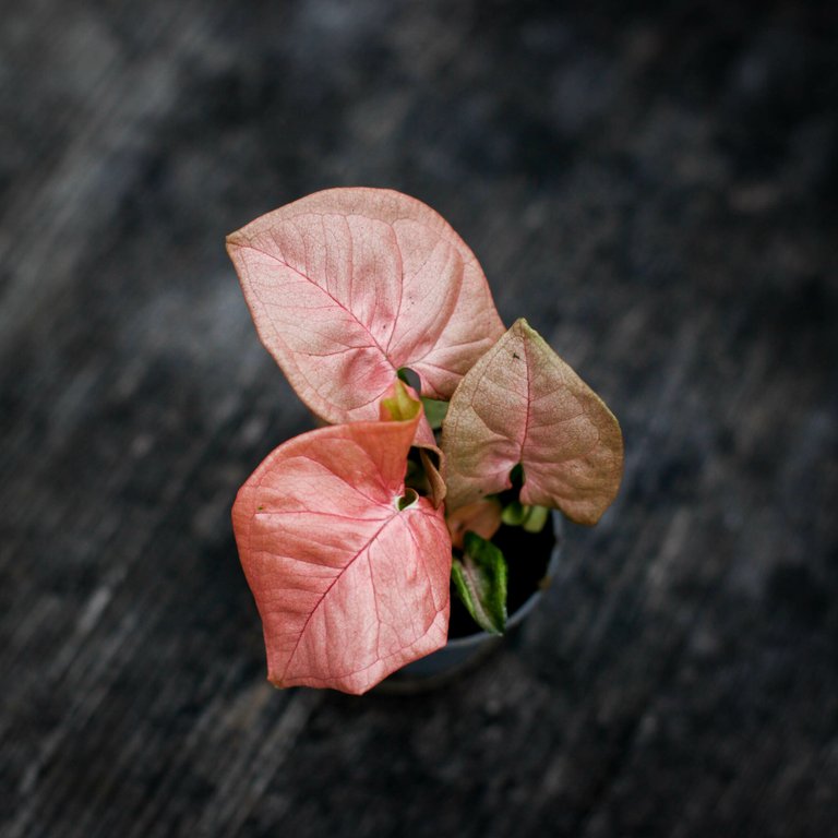 Syngonium 'Neon' 6 cm