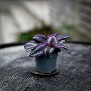Tradescantia 'Purple Joy'