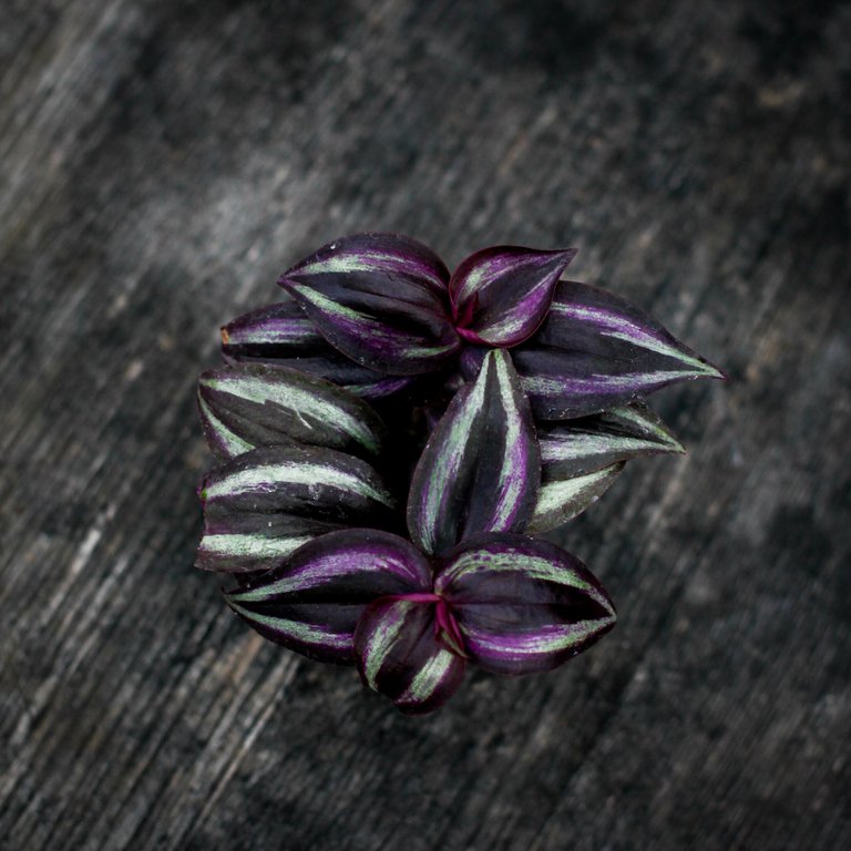 Tradescantia 'Purple Joy' 6 cm