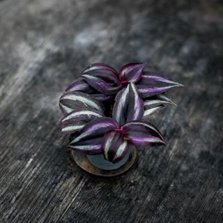 Tradescantia 'Purple Joy'