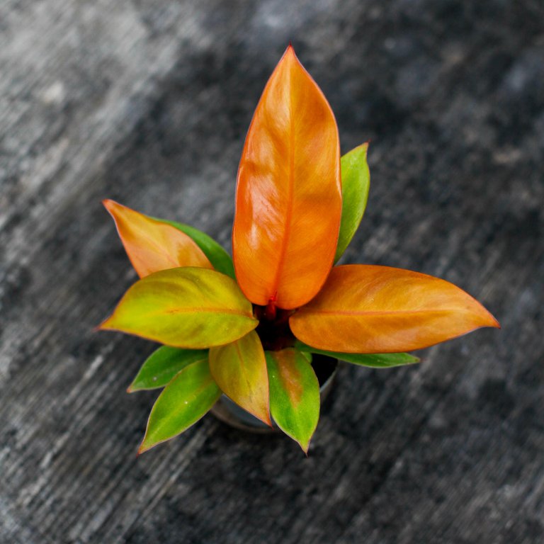 Philodendron 'Prince Of Orange' 6 cm