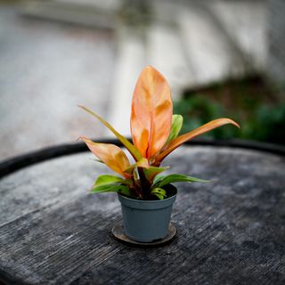 Philodendron 'Prince Of Orange'