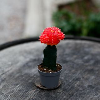 Gymnocalycium mihanovichii orange/röd