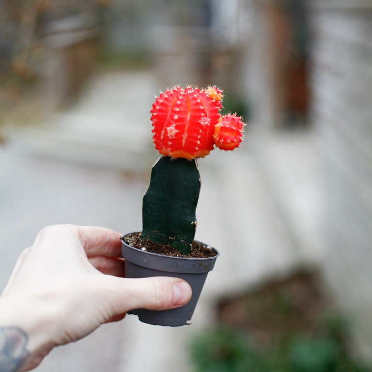 Gymnocalycium mihanovichii orange/röd 6 cm
