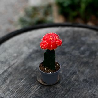 Gymnocalycium mihanovichii orange/röd