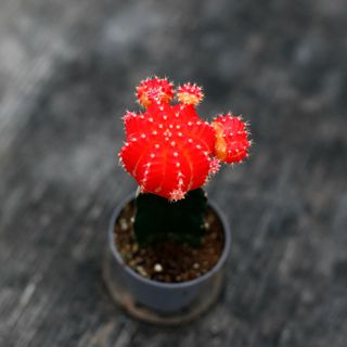 Gymnocalycium mihanovichii orange/röd