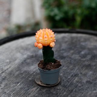 Gymnocalycium mihanovichii aprikos