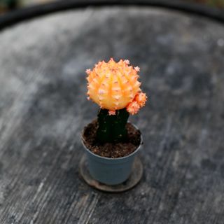 Gymnocalycium mihanovichii aprikos