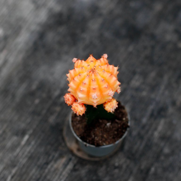 Gymnocalycium mihanovichii aprikos 6 cm