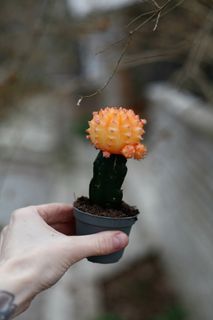 Gymnocalycium mihanovichii aprikos