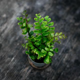 Didymochlaena truncatula