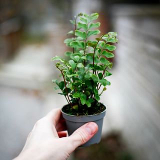 Didymochlaena truncatula