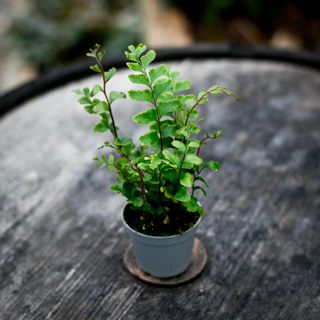 Didymochlaena truncatula