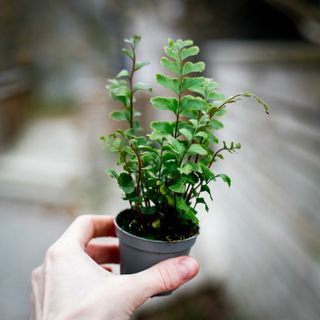 Didymochlaena truncatula