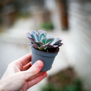 Echeveria 'Pink Frills'