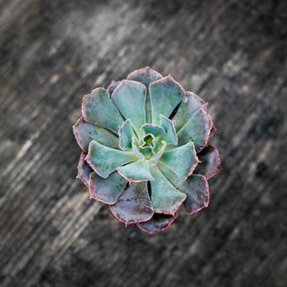 Echeveria 'Pink Frills'
