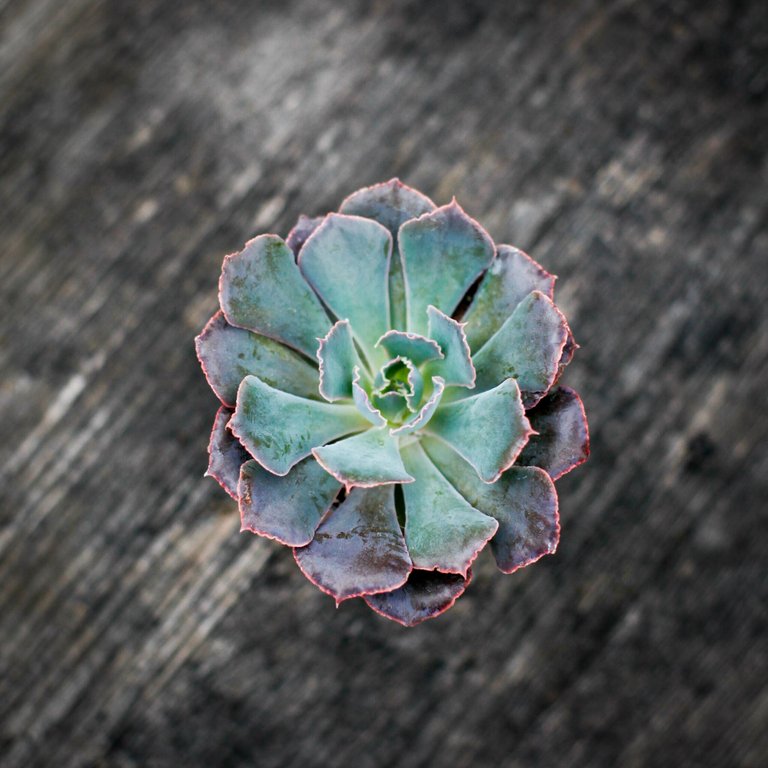 Echeveria 'Pink Frills' 6 cm