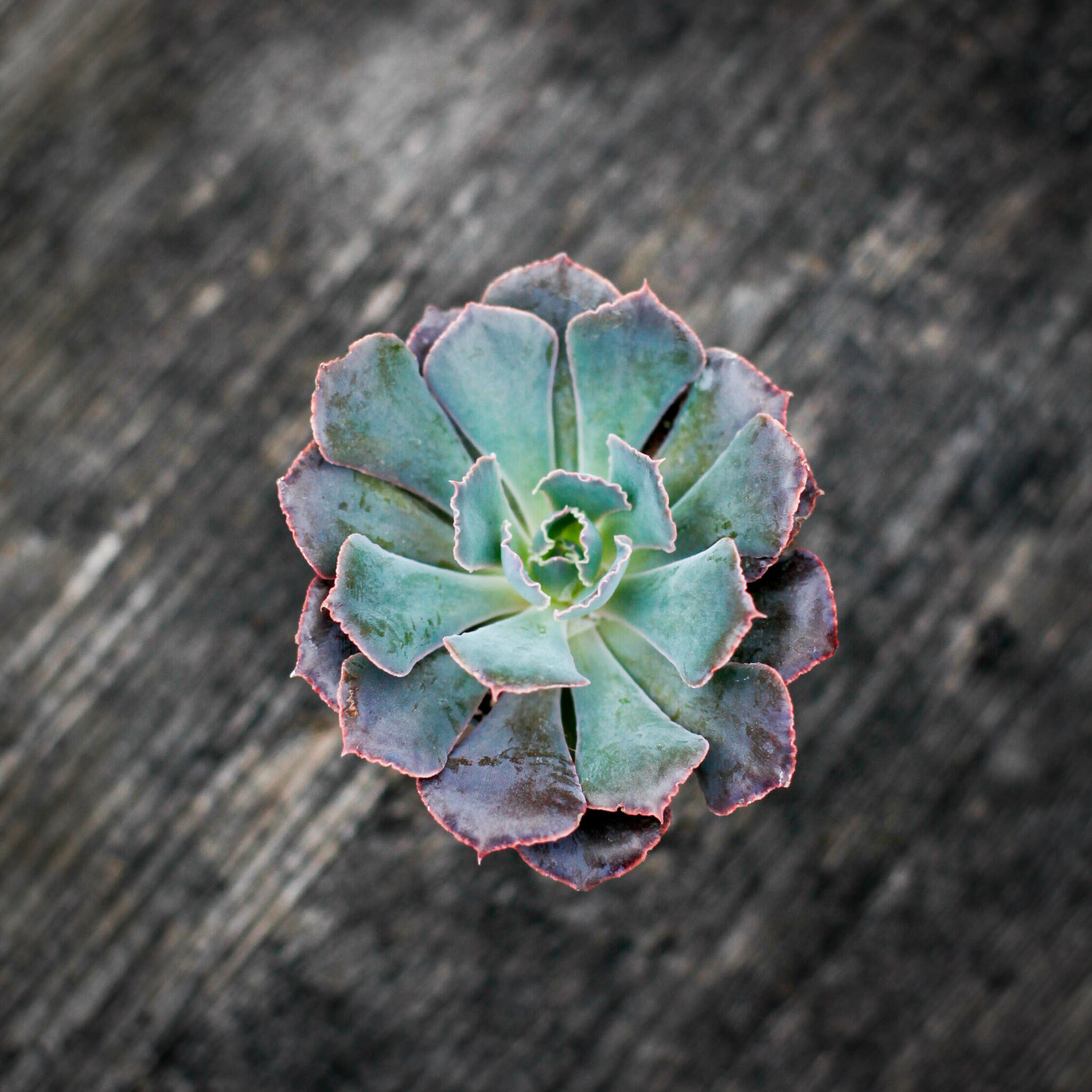 Echeveria Pink Frills med blågröna och rosa blad