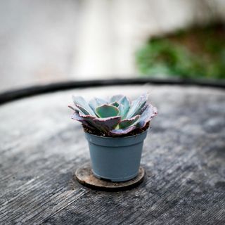 Echeveria 'Pink Frills'
