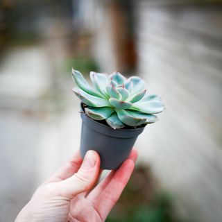 Echeveria 'Shira'