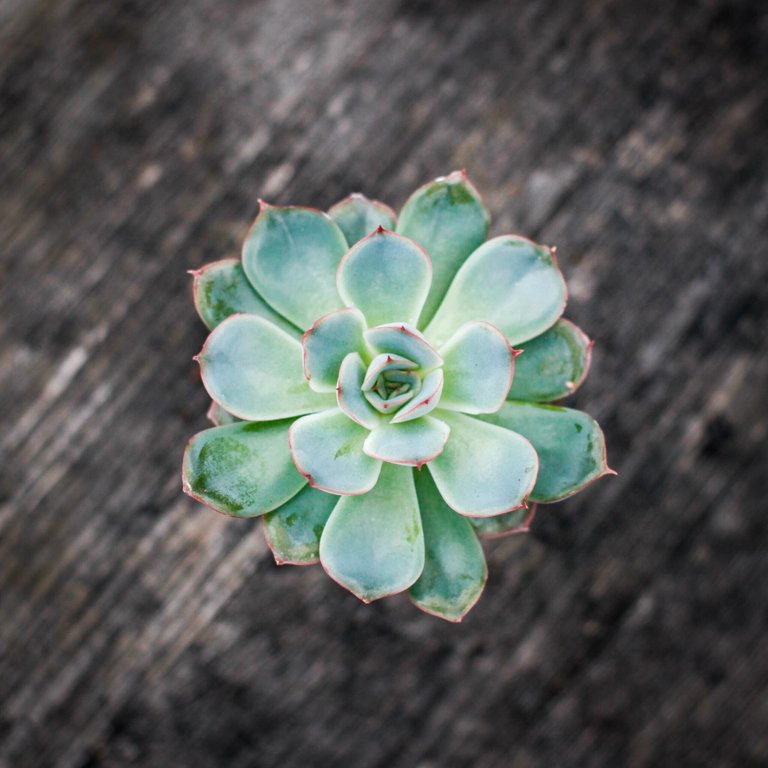 Echeveria 'Shira' 6 cm