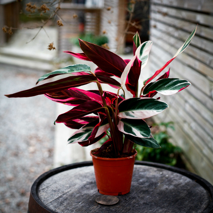 Stromanthe Triostar med rosa, vita och gröna blad